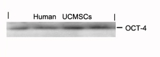 POU5F1 Antibody