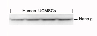 NANOG Antibody