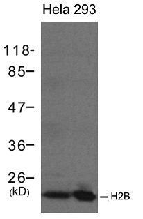 HIST2H2BE Antibody
