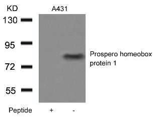 PROX1 Antibody