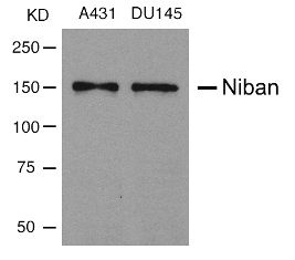 FAM129A Antibody