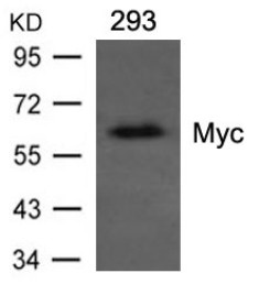 MYC Antibody