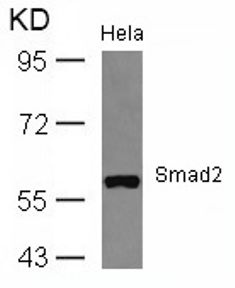 SMAD2 Antibody