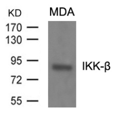 IKBKB Antibody