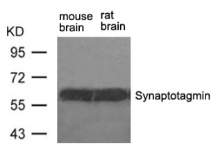 SYT1 Antibody