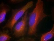 Synaptotagmin (Ab 309) Antibody