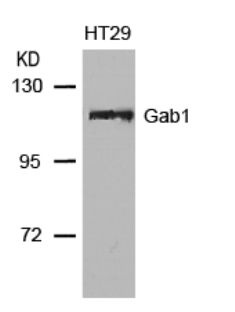 GAB1 Antibody