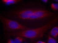 SNCA Antibody