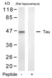 MAPT Antibody