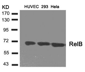 RELB Antibody