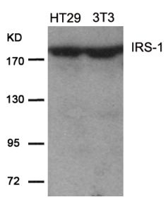 IRS1 Antibody
