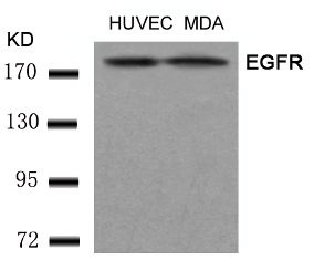 EGFR (Ab 1197) Antibody