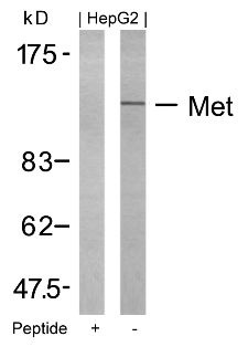 MET Antibody