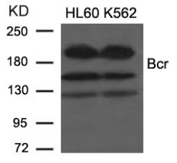 BCR Antibody