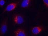 EFNB2 Antibody