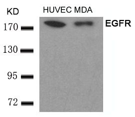 EGFR Antibody