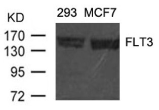 FLT3 Antibody
