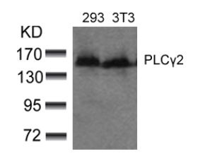 PLCG2 Antibody