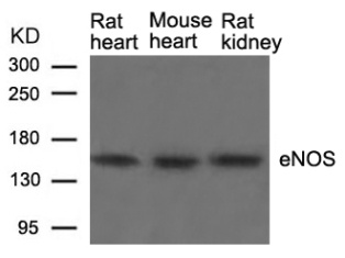 NOS3 Antibody