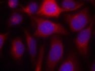 NOS3 Antibody