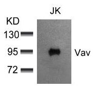 VAV1 Antibody