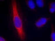 NOS1 Antibody