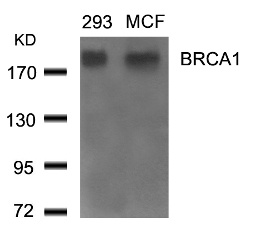 BRCA1 Antibody