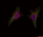 BRCA1 Antibody