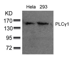 PLCG1 Antibody
