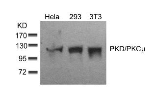 PRKD1 Antibody