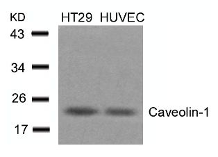 CAV1 Antibody