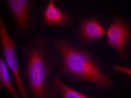 MAPT Antibody