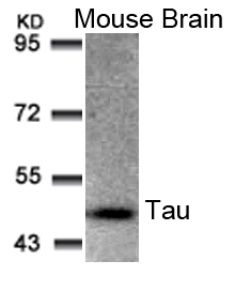 MAPT Antibody