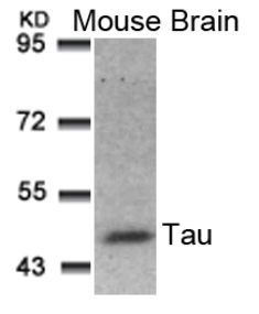MAPT Antibody