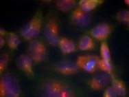 MAPT Antibody