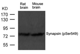 Syn1 Antibody