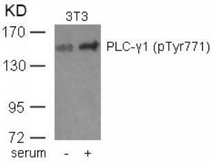 PLCG1 Antibody