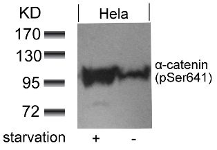 CTNNA1 Antibody