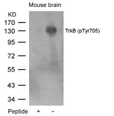 TrkB (phospho Tyr705) Antibody
