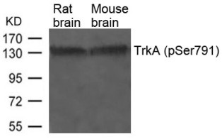 NTRK1 Antibody