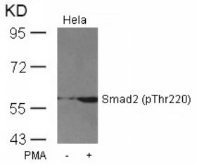 SMAD2 Antibody