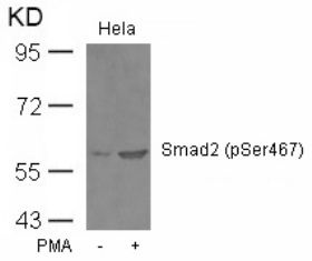 SMAD2 Antibody