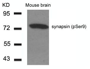 SYN1 Antibody