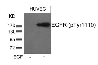 EGFR Antibody