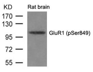 GRIA1 Antibody