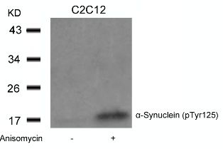 SNCA Antibody