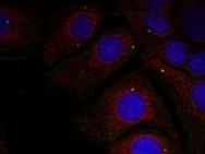 SNCA Antibody