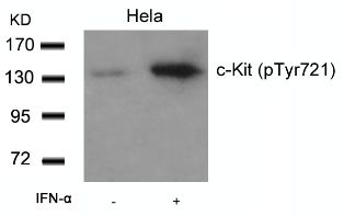 c Kit (phospho Tyr721) Antibody