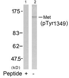 MET Antibody