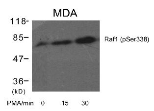 RAF1 Antibody